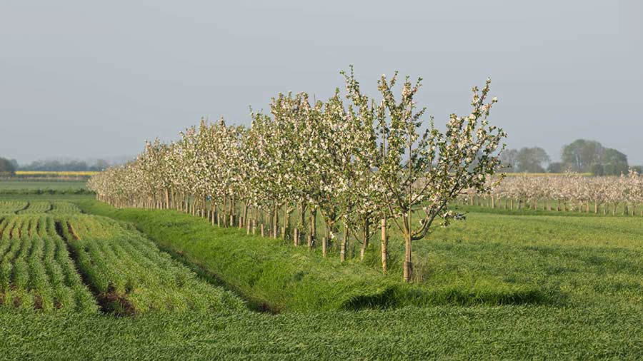 growing trees on farms assists with crop production - major environmental issues