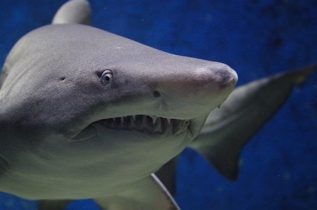 We must stop killing sharks - major global environmental issues