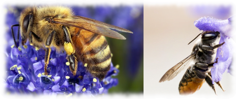 Oz Native Bees