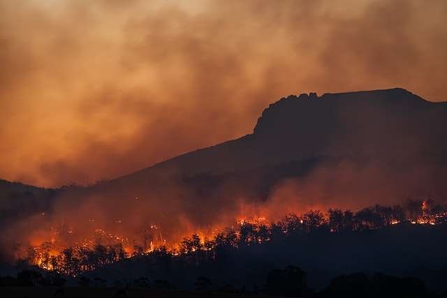 Bushfires - Environmental Changes - Protect Flora and Fauna