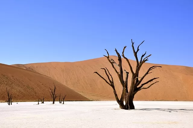 the last remaining tree due to desertification of land