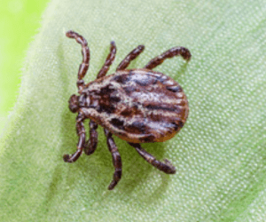 The extremely dangerous green lai-bore polly ticks