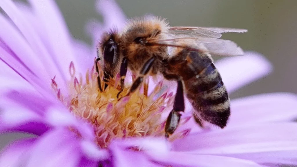 save our bee populations