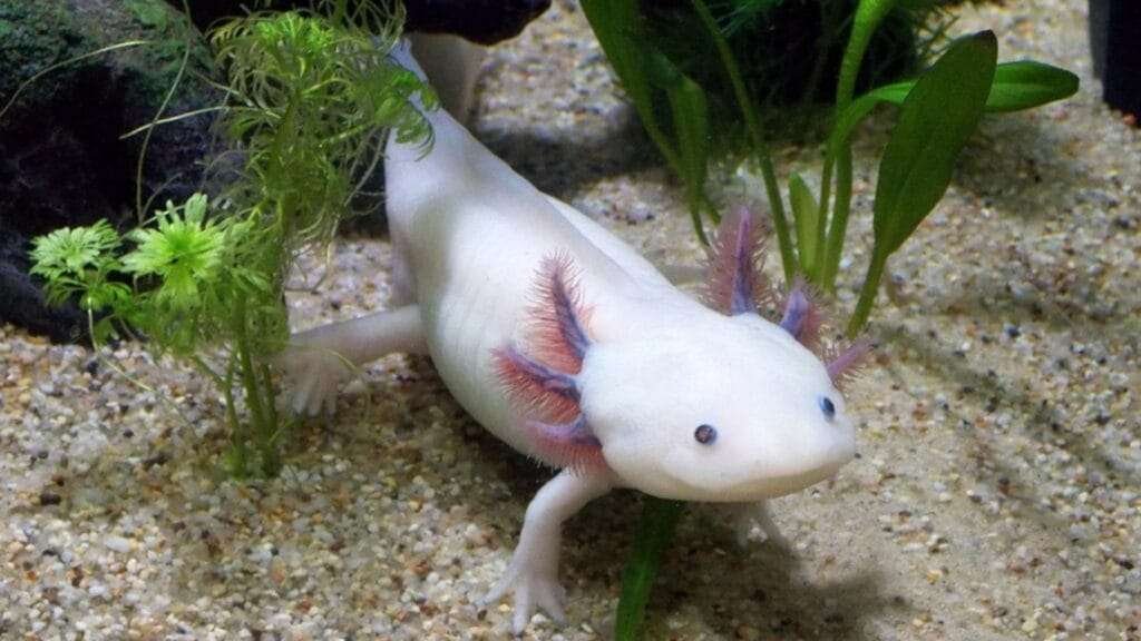 Will The Axolotl Become Extinct