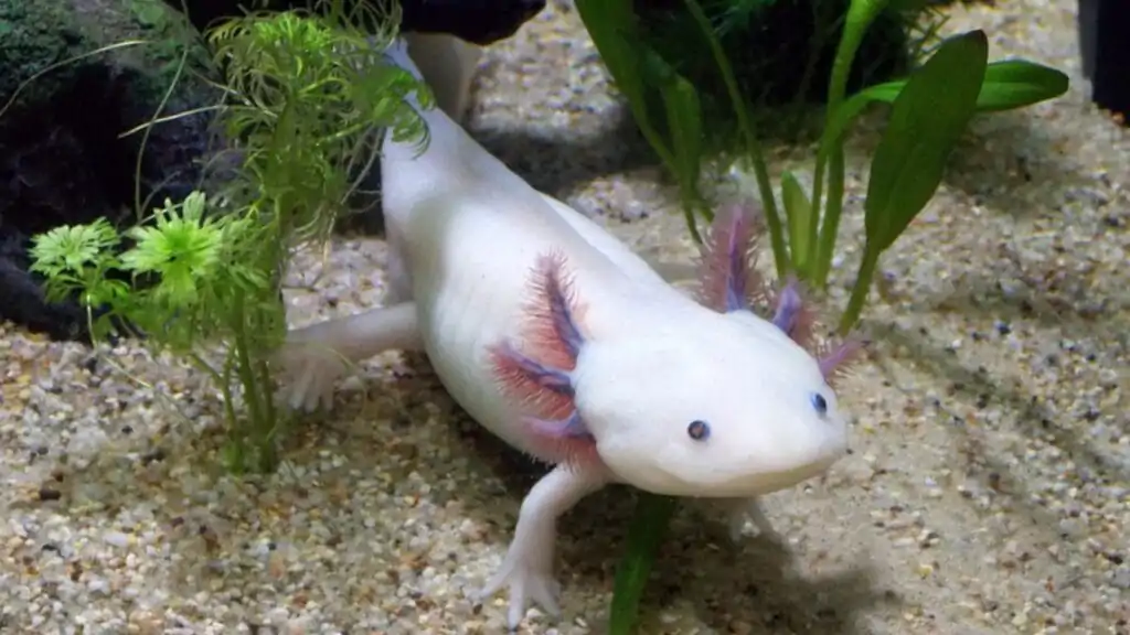 Will The Axolotl Become Extinct